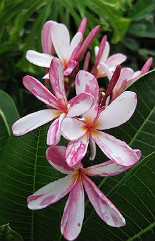 (image for) Plumeria Obtusa \'Singapore Pink\' x 6 Seeds